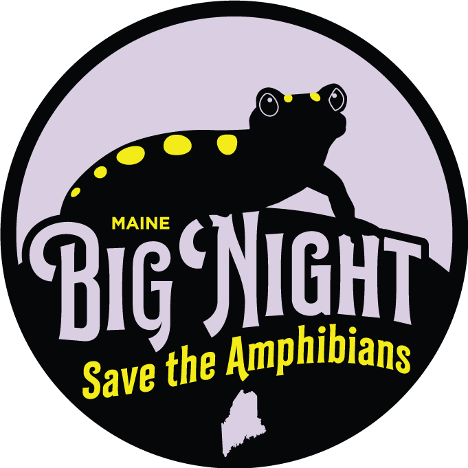 Maine Big Night: Amphibian Migration Monitoring